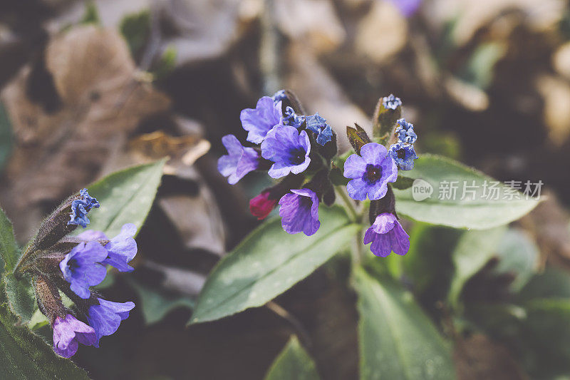 Pulmonaria officinalis